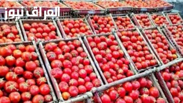 توقعات وصول سعر الطماطم إلى 50 جنيها والشعبة تعلن موعد تحرك الأسعار