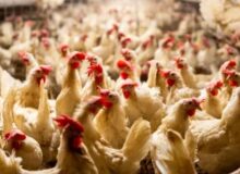 أسعار الدواجن والبانيه تشهد تطورًا غير متوقع اليوم في الأسواق