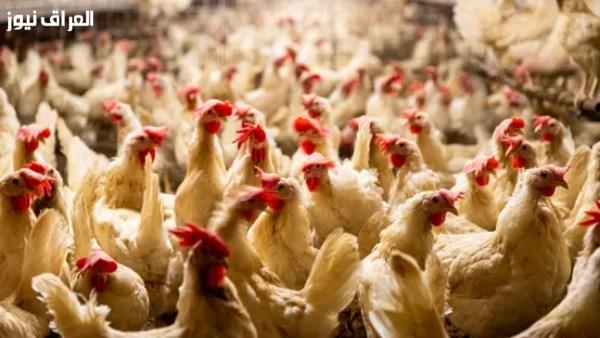 أسعار الدواجن والبانيه تشهد تطورًا غير متوقع اليوم في الأسواق