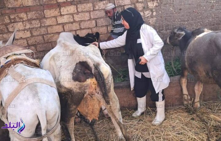 تحصين 297 ألف رأس من الماشية في الغربية ضد الحمى القلاعية وحمى الوادي المتصدع