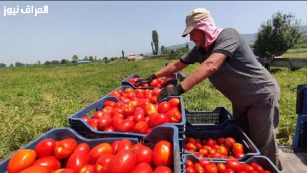 نقيب الفلاحين يوضح حقيقة الحشرة التي أصابت الطماطم.. وأستاذ من مركز البحوث الزراعية يدلي بتصريحاته
