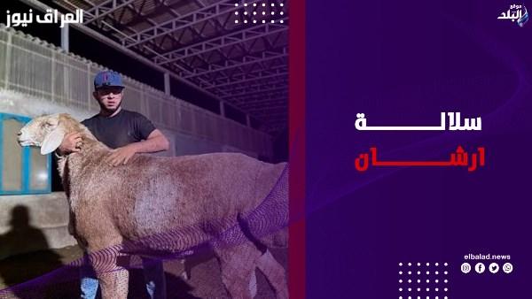 كبش بقيمة مليون دولار.. السبب وراء ارتفاع ثمن سلالة أراشان