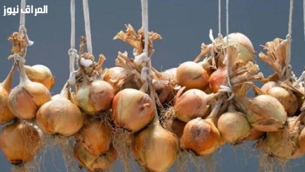 لماذا ينمو البصل بسرعة؟ تجنب 5 أخطاء تسبب تلفه في المطبخ