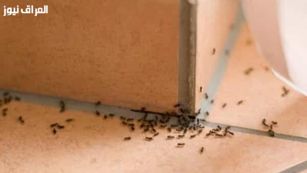 استراتيجيات منزلية فعالة لطرد النمل بخلطات سهلة من مطبخك