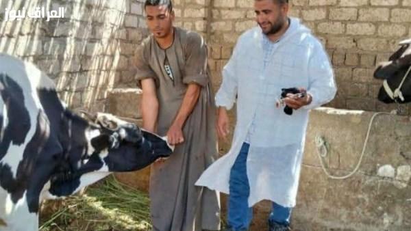 تحصين 76 ألف رأس من الماشية لمواجهة الحمى القلاعية والوادي المتصدع في المنيا