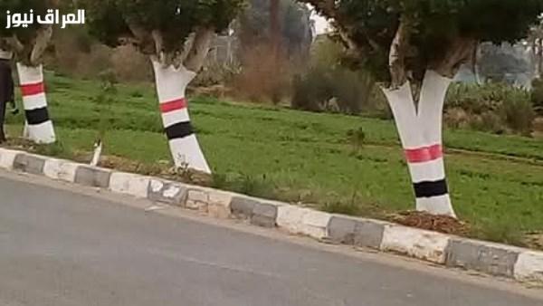 حظر قطع الأشجار وإطلاق خطة للتشجير في جميع المحافظات.. تفاصيل يكشفها متحدث الوزراء