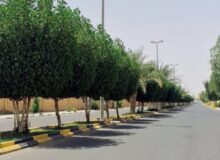 خطة وزارية طموحة: زراعة 100 مليون شجرة وإطلاق المرحلة الثالثة بسبعة ملايين شجرة