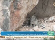 ظهور نادرة: أنثى نمر ثلجي مع صغارها الثلاثة في الصين