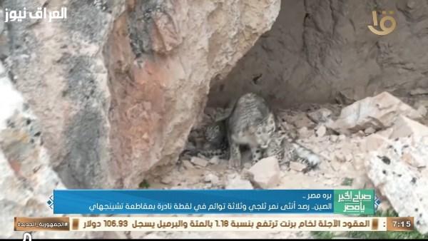 ظهور نادرة: أنثى نمر ثلجي مع صغارها الثلاثة في الصين