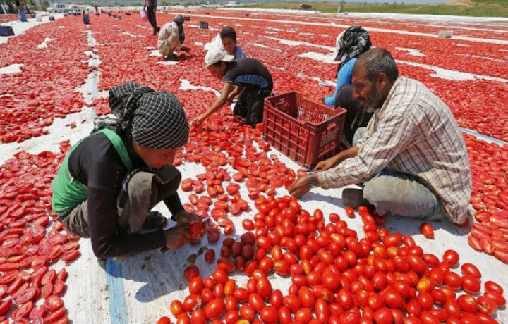 تركيا تشهد ارتفاعًا ملحوظًا في الإنتاج الزراعي وتستهدف تصريفه في العراق